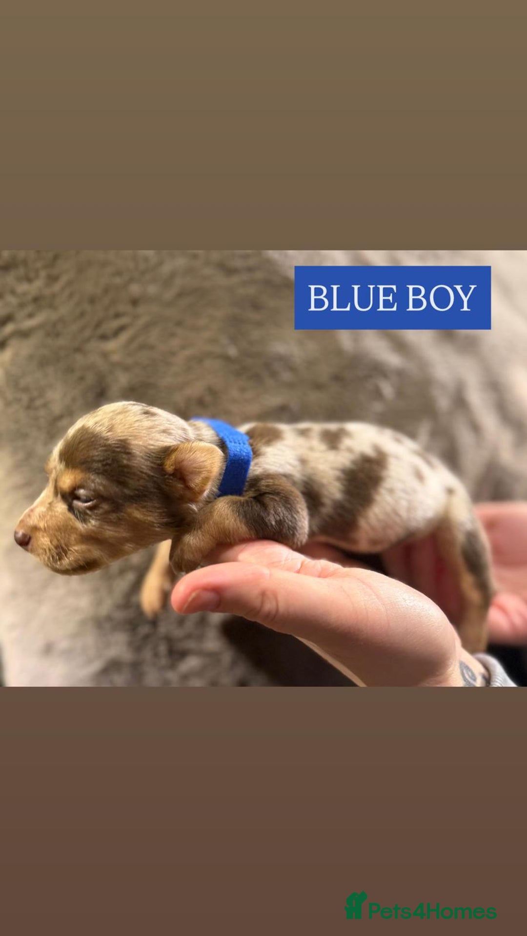 Jack Russell dogs for sale: Pure Breed special colour Jack Russells  - Advert 3