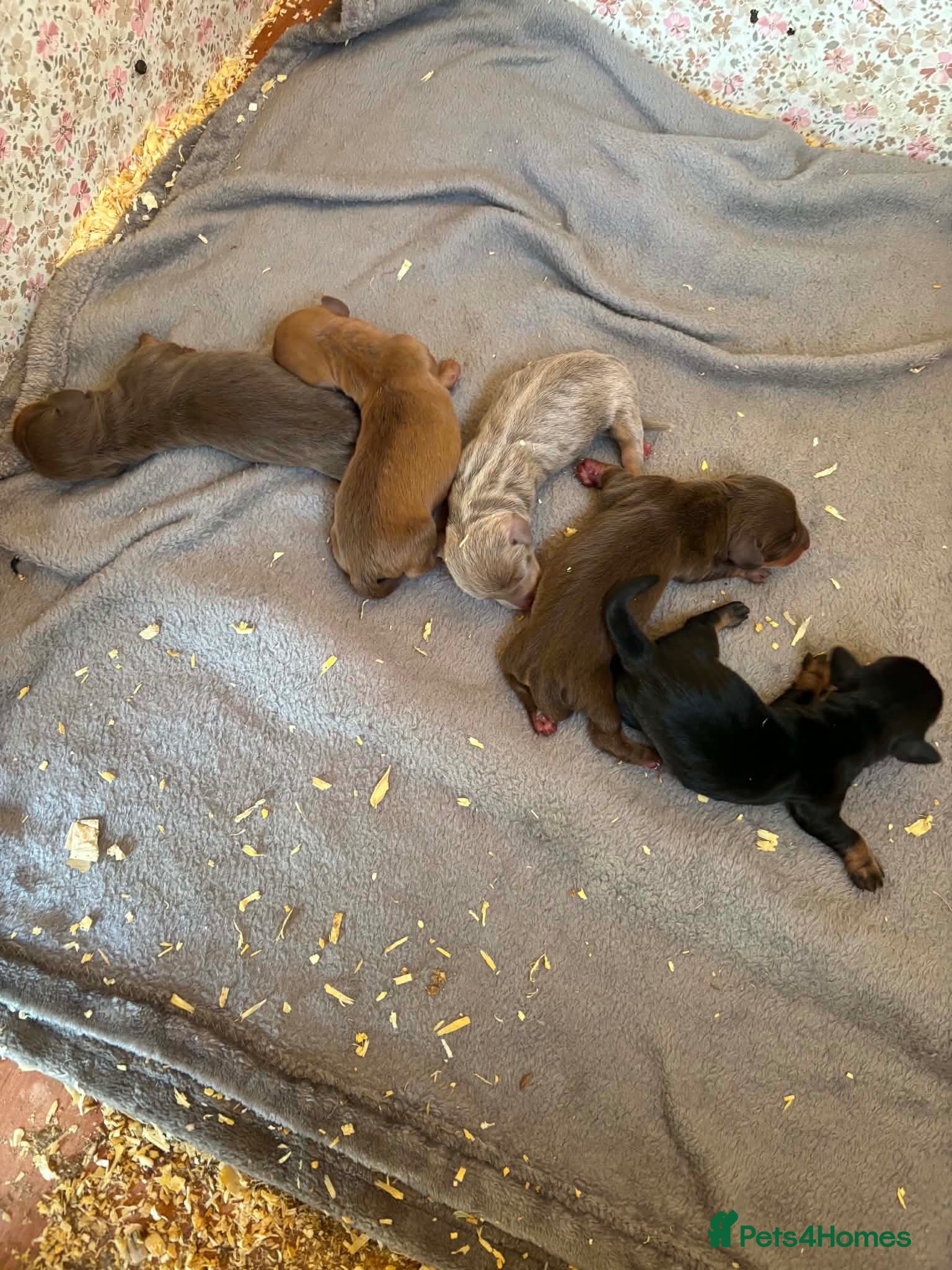 Miniature Dachshund dogs Oh my goodness so cute  - Advert 2