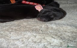 Mixed Breed dogs for sale: Cane corso mix Akita  - Image 15