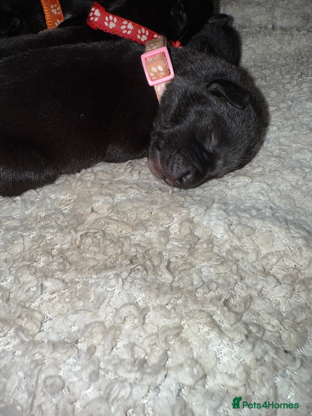 Mixed Breed dogs for sale: Cane corso mix Akita  - Image 15