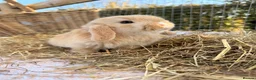 Mini Lop rabbits for sale: Gorgeous mini Lop babies  - Advert 29