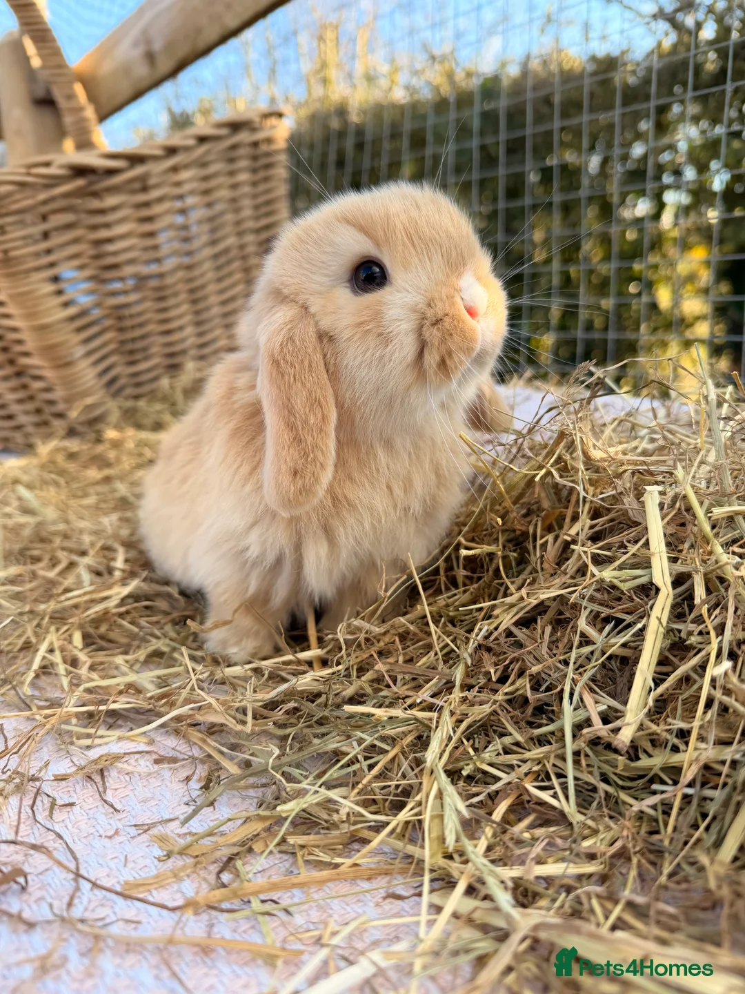 Mini Lop rabbits for sale: Gorgeous mini Lop babies  - Advert 29