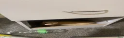 Ferret rodents for sale: female ferret (including cage) - Advert 8