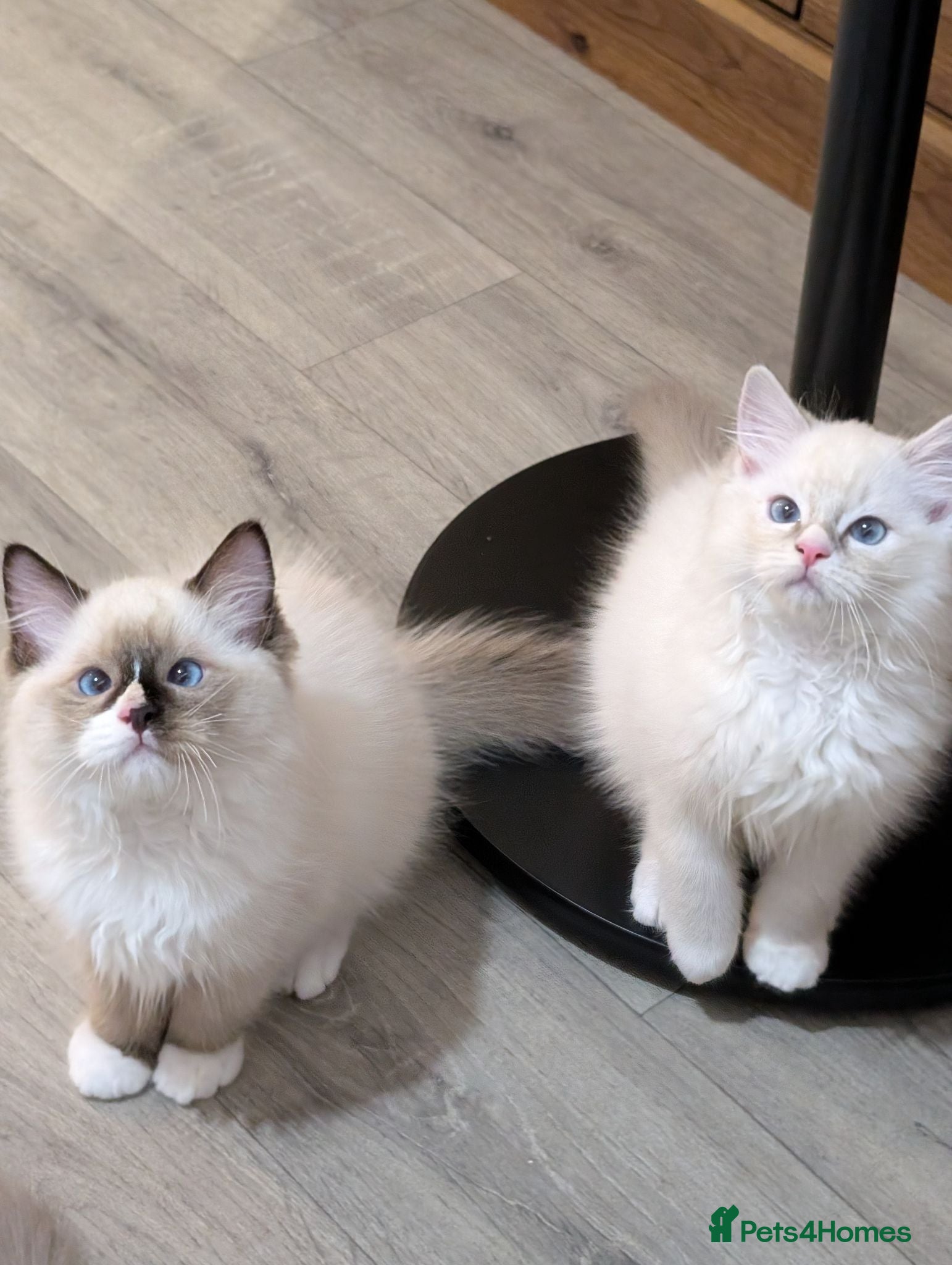 Ragdoll cats 🏆Grandchamp EU TICA Ragdoll kittens  - Advert 10