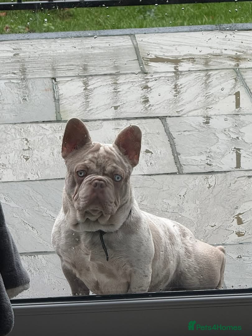 French Bulldog dogs Carlos - Advert 1