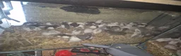 Rat rodents for sale: Rex and dumbo rats and African soft fur rats - Advert 2