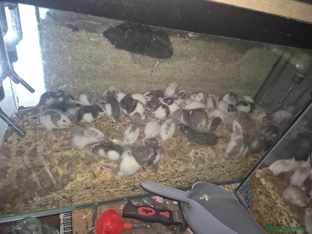 Rat rodents for sale: Rex and dumbo rats and African soft fur rats - Advert 2