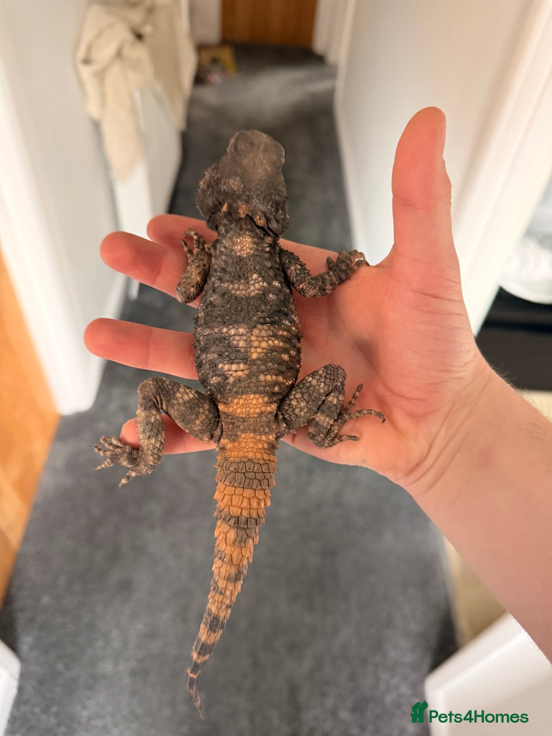 Lizard reptiles for sale: Painted agama for sale  - Advert 2