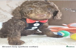 Cockapoo dogs for sale: Cockapoo F2 puppies 8 weeks old. - Image 2
