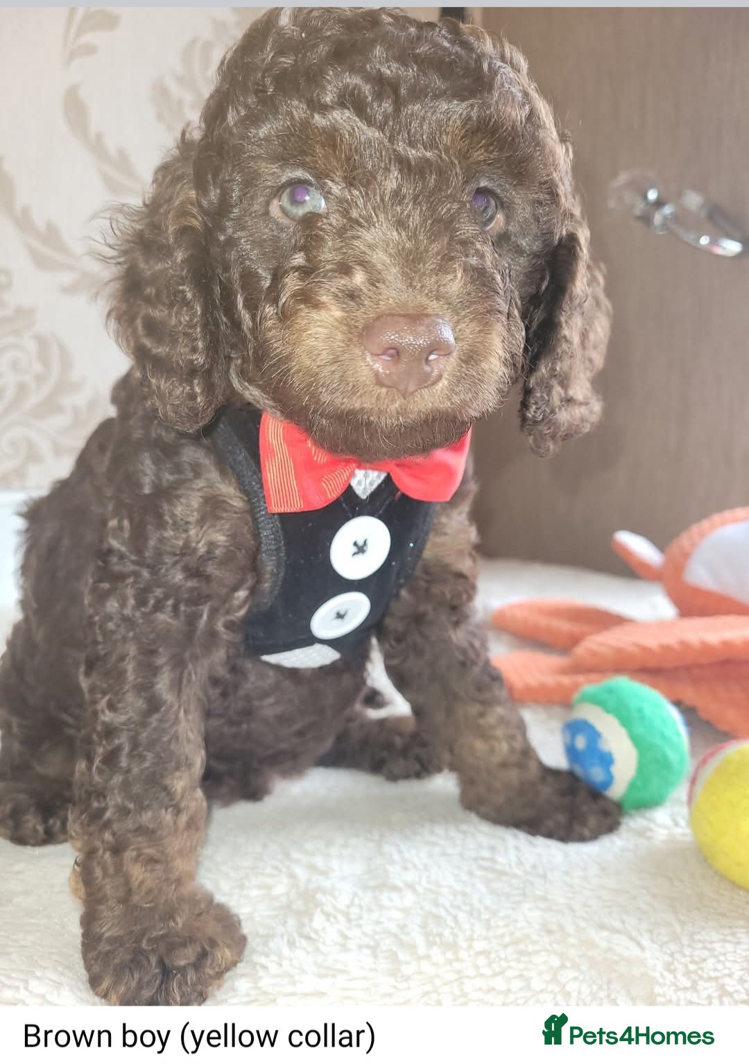 Cockapoo dogs for sale: Cockapoo F2 puppies 8 weeks old. - Image 2