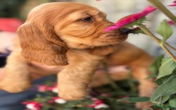 Cocker Spaniel dogs for sale: Exceptional Golden KC Show Cocker Spaniels in Chepstow - Image 28