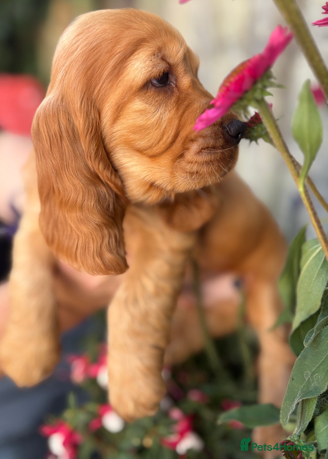 Cocker Spaniel dogs for sale: Exceptional Golden KC Show Cocker Spaniels in Chepstow - Image 28