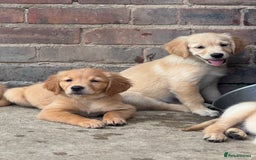 Golden Retriever dogs for sale: KC Registered Golden Retrievers puppies. - Image 10