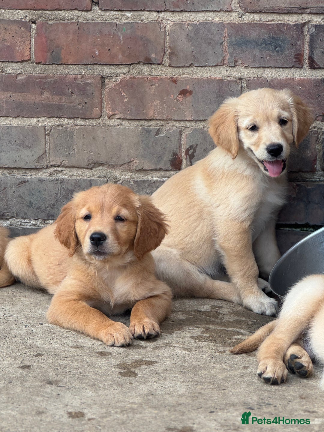 Golden Retriever dogs for sale: KC Registered Golden Retrievers puppies. - Image 10