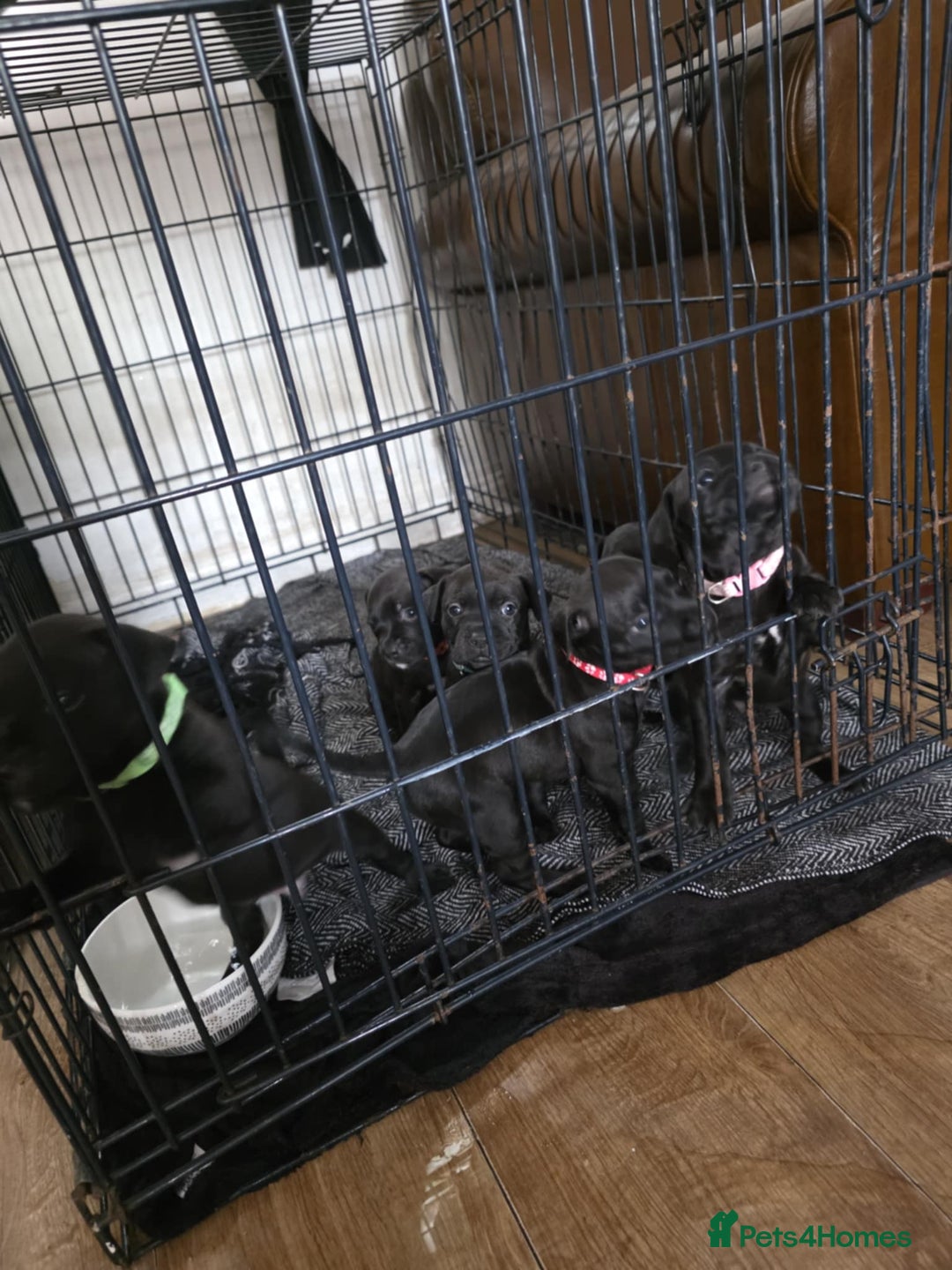 Staffordshire Bull Terrier dogs for sale: Staffordshire bull terrier puppies  - Image 6