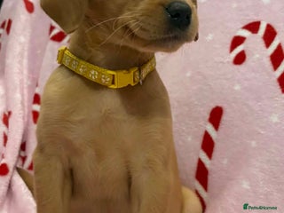 Labrador Retriever dogs Labrador Retriever Puppies KC Registered - Advert 8