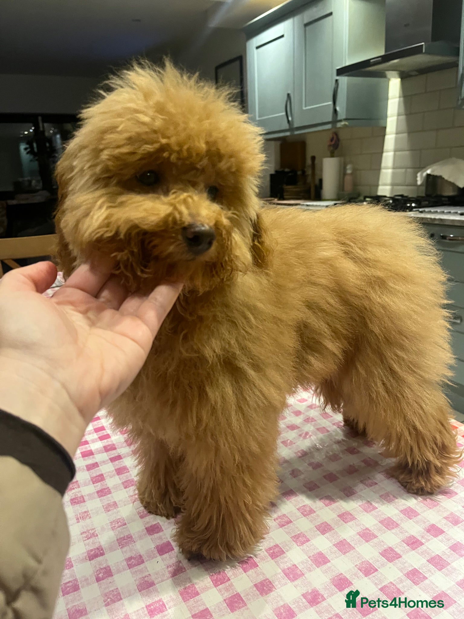 Toy Poodle dogs 🧸Beautiful toy/asian poodle puppies 🧸  - Advert 8