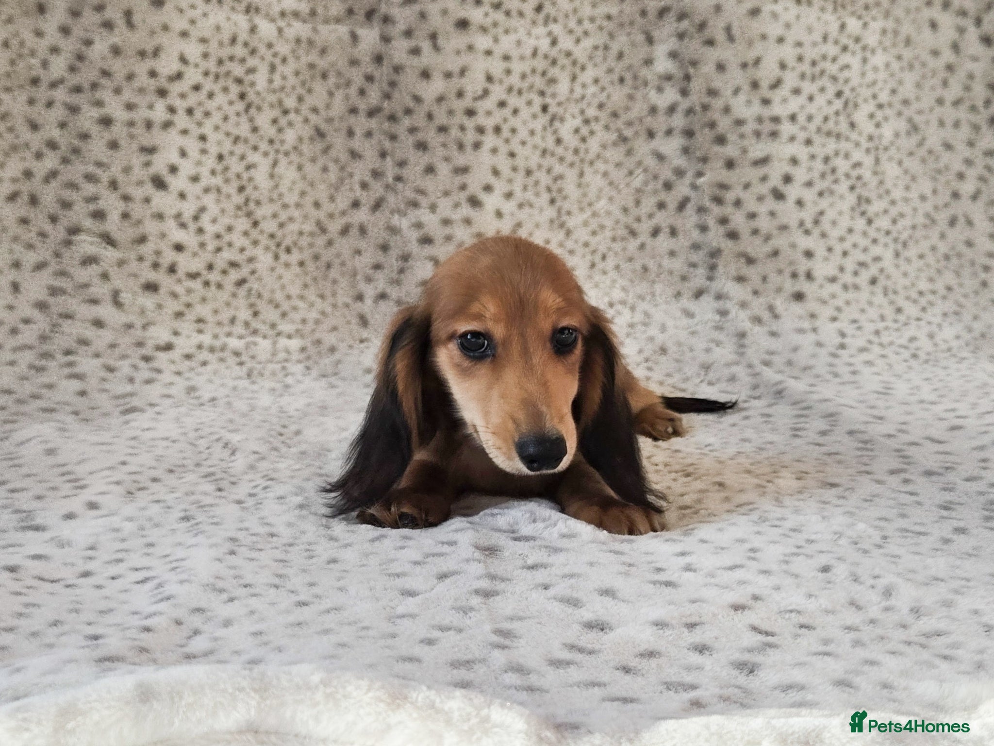 Miniature Dachshund dogs Mini Longcoat Dachshund Puppies - Advert 1