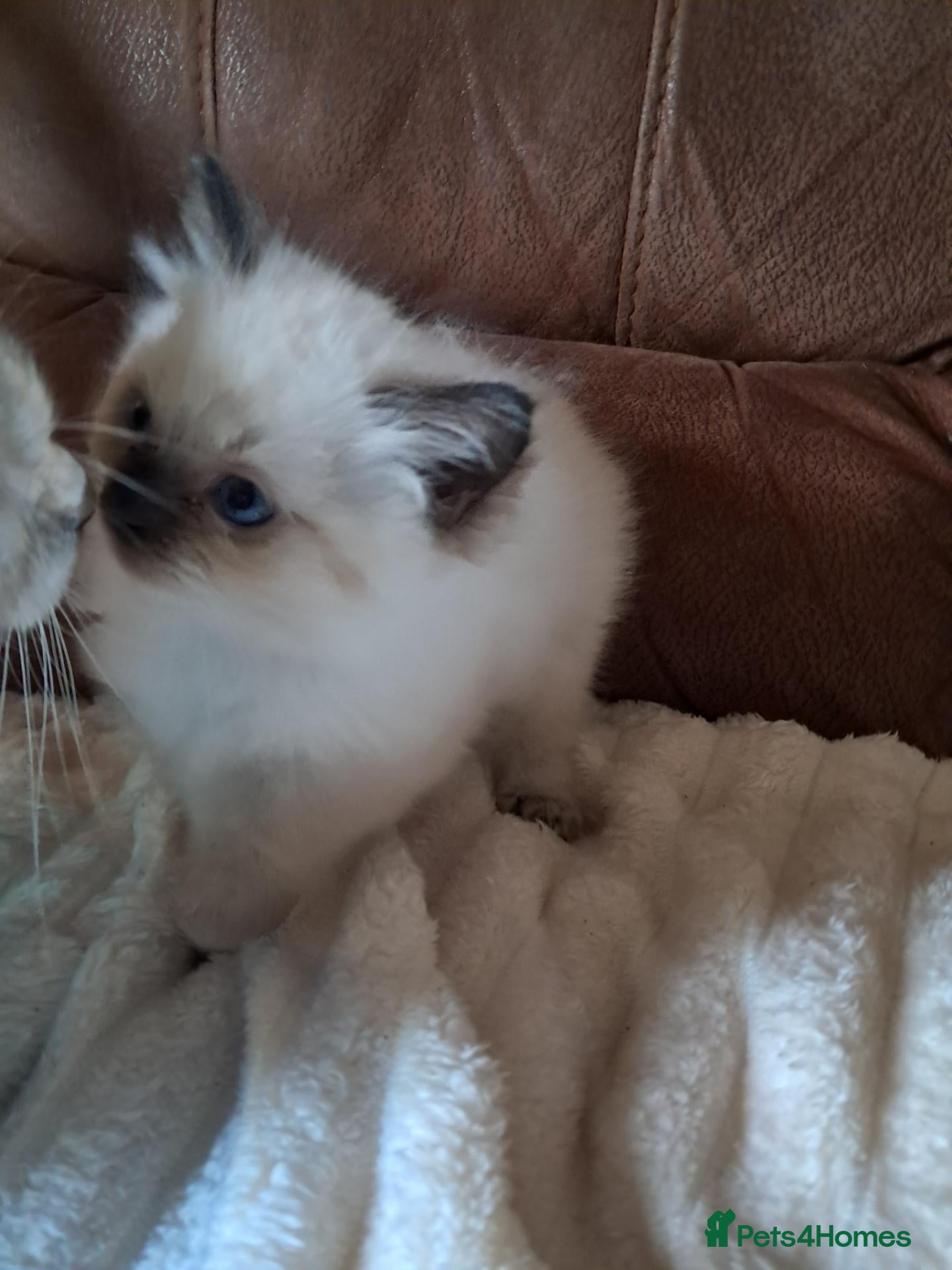 Ragdoll cats for sale: Ragdoll kittens for sale  - Advert 2