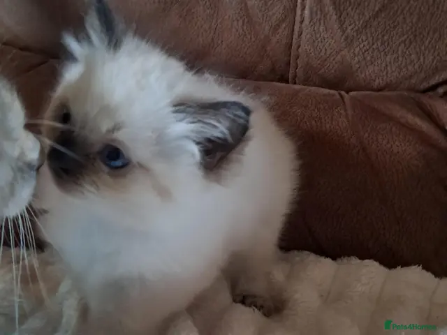 Ragdoll cats for sale: Ragdoll kittens for sale - Advert 2