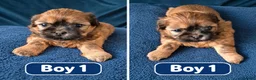 Shih Tzu dogs for sale: Puppy for sale  in Glasgow - Advert 7