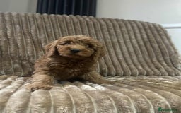 Cockapoo dogs for sale: Beautiful cockapoo’s - Image 6