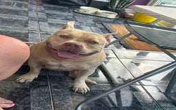 American Bully dogs for sale: Female pocket bully  - Image 3