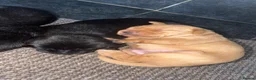 Labrador Retriever dogs for sale: Beautiful Labrador champion bloodline pups  in Doncaster - Advert 24