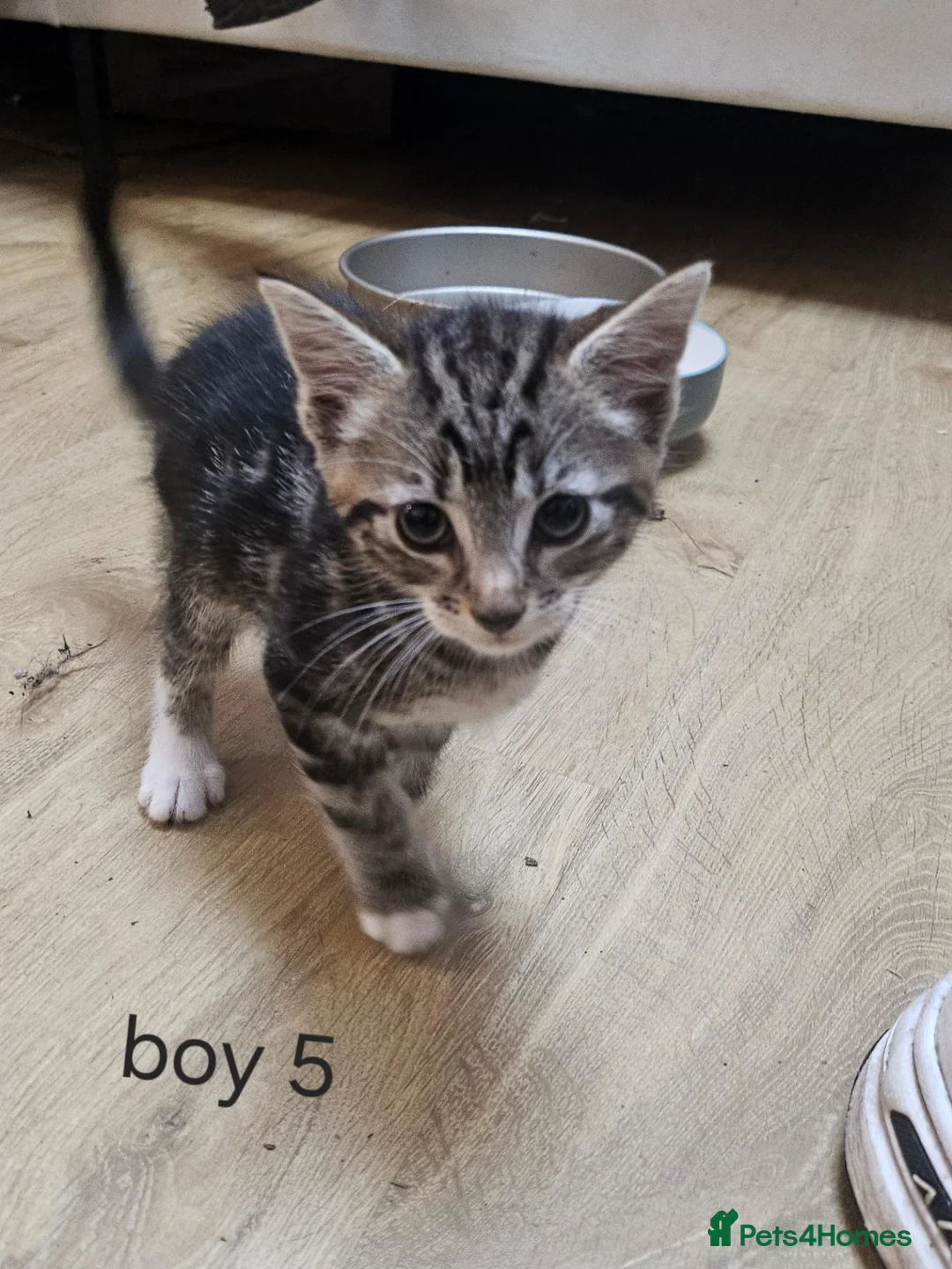 Mixed Breed cats for sale: 8 Kittens for sale  - Advert 9