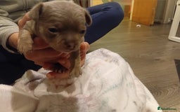 Chihuahua dogs for sale: Tiny KC lilac smooth coat chihuahua pup for sale  - Image 6