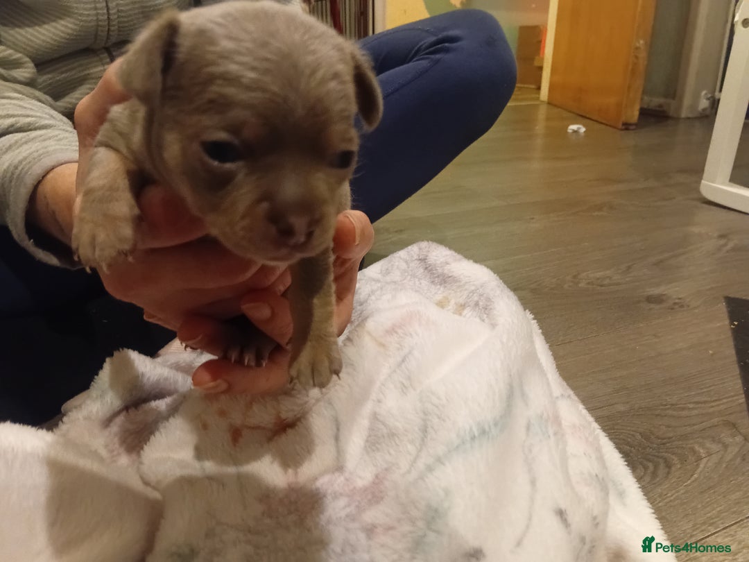 Chihuahua dogs for sale: Tiny KC lilac smooth coat chihuahua pup for sale  - Image 6