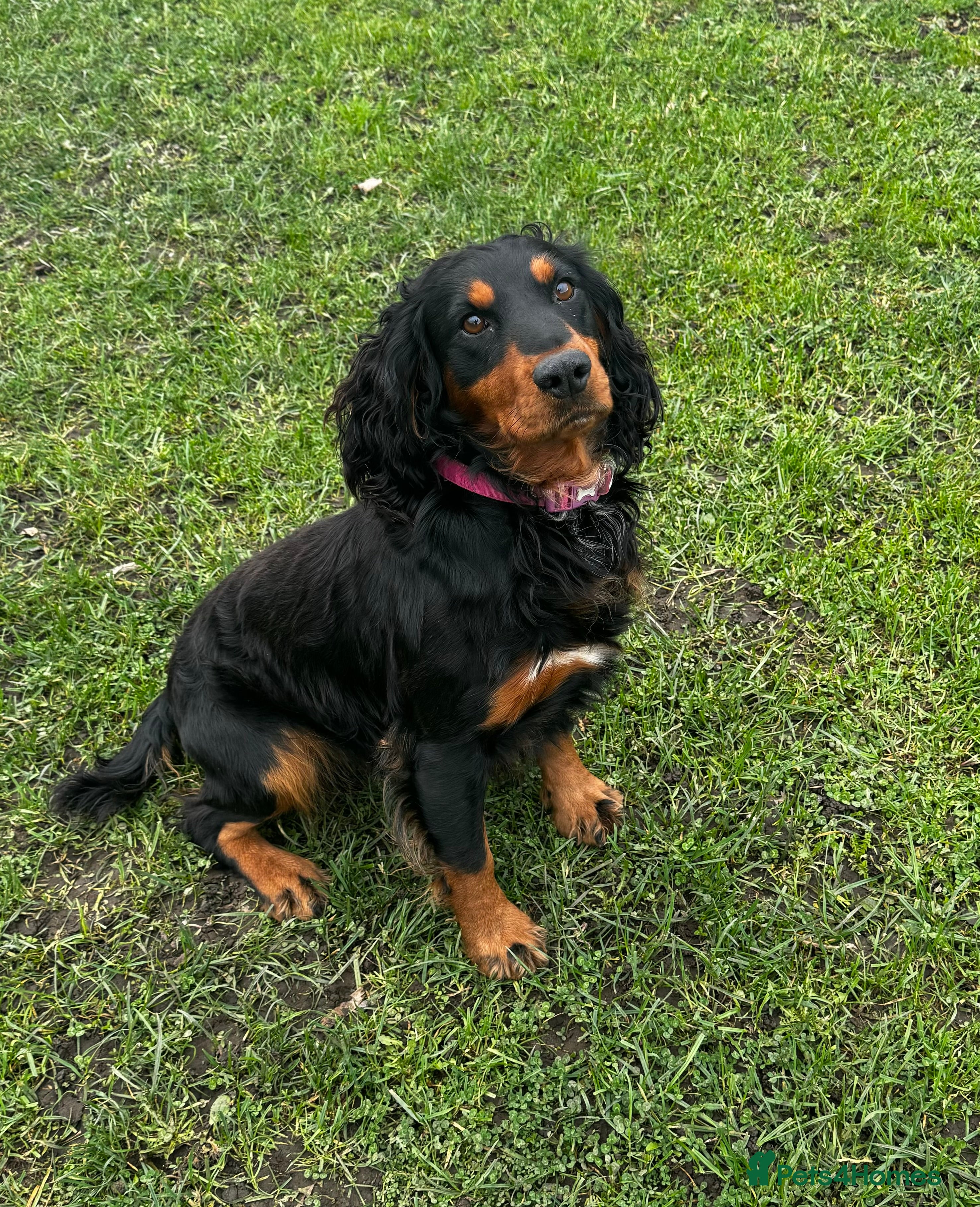 Cocker Spaniel dogs KC REG HEALTH TESTED WORKING COCKER FOR STUD in Darlington - Advert 4