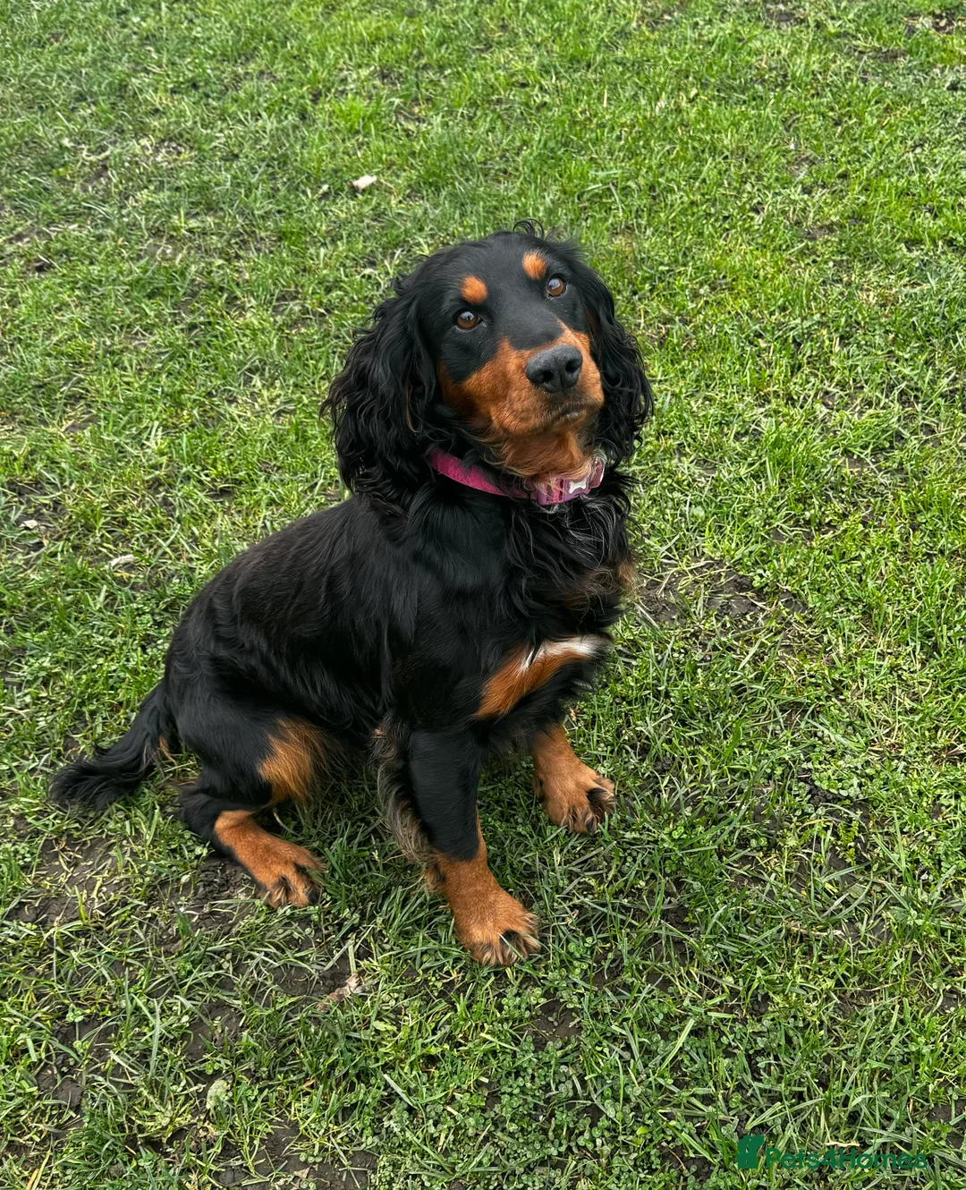 Cocker Spaniel dogs for stud: KC REG HEALTH TESTED WORKING COCKER FOR STUD in Darlington - Advert 1