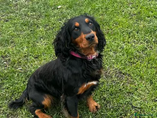 Cocker Spaniel dogs KC REG HEALTH TESTED WORKING COCKER FOR STUD - Advert 2