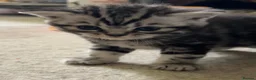 British Shorthair cats for sale: GCCF reg BSH BLACK SILVER TABBY KITTENS in Halifax - Advert 7