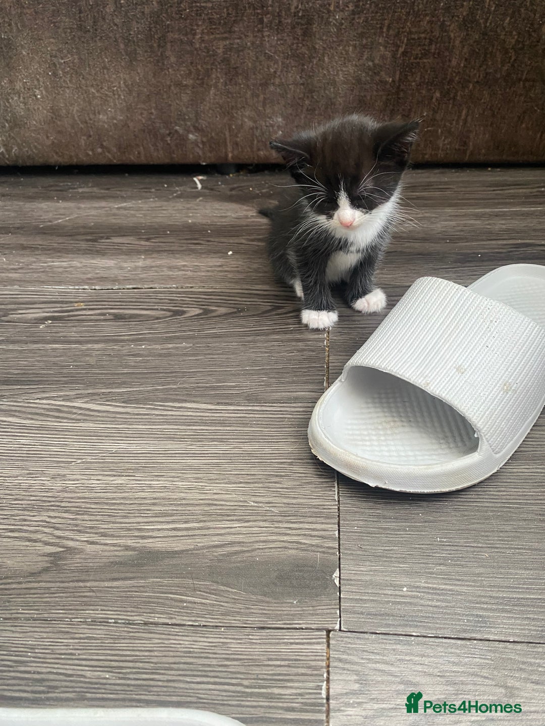 Mixed Breed cats for sale: Kittens  - Image 4