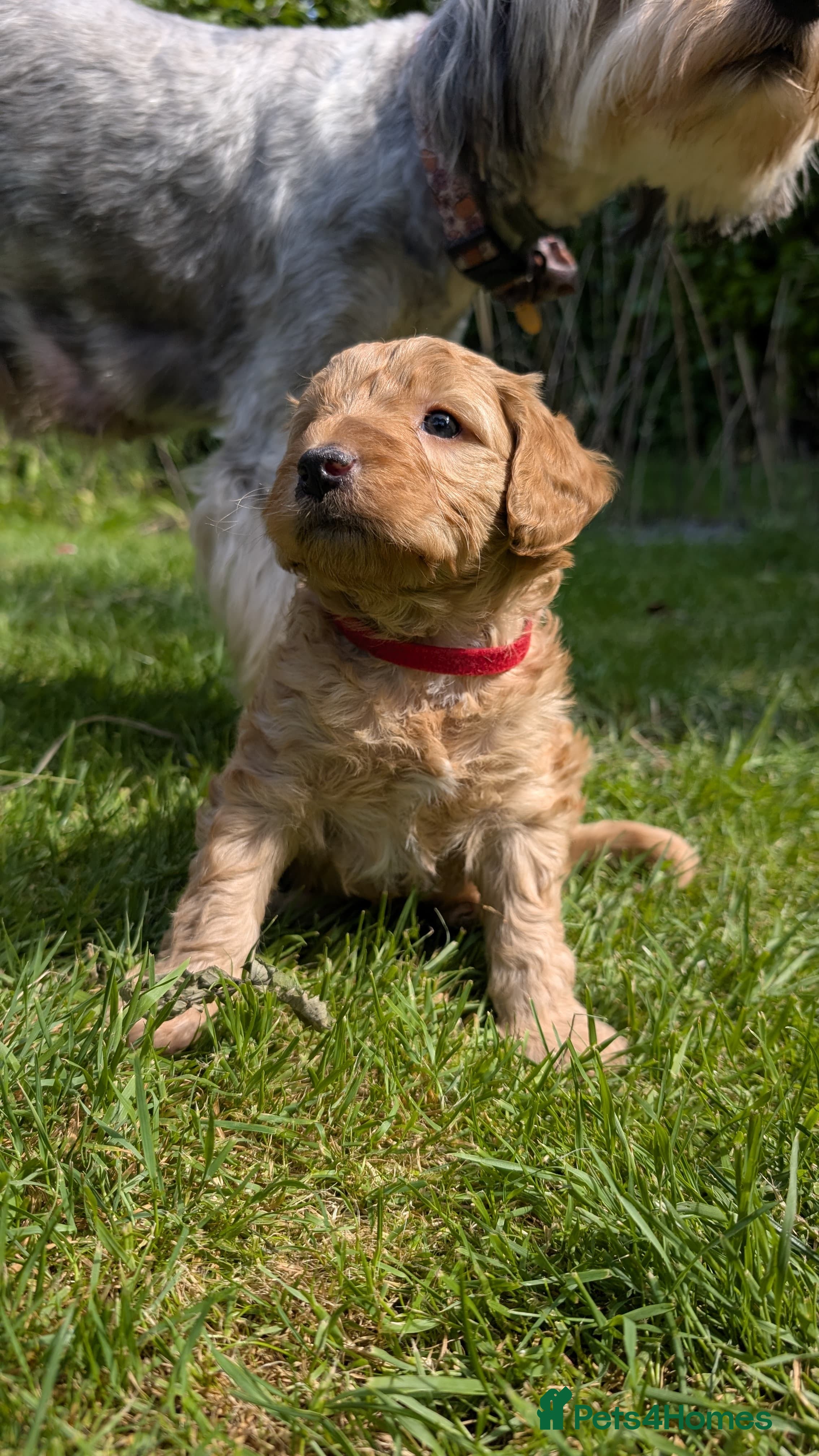 Bordoodle dogs Miniature Bordoodle Puppies - Advert 2