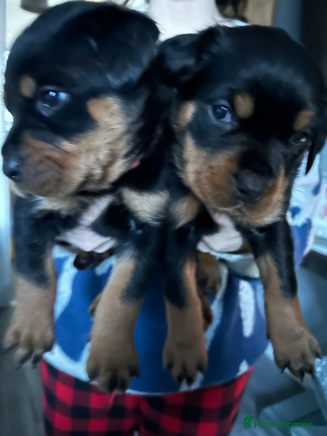 Rottweiler dogs for sale: Rotwellier puppies READY NOW  - Advert 13