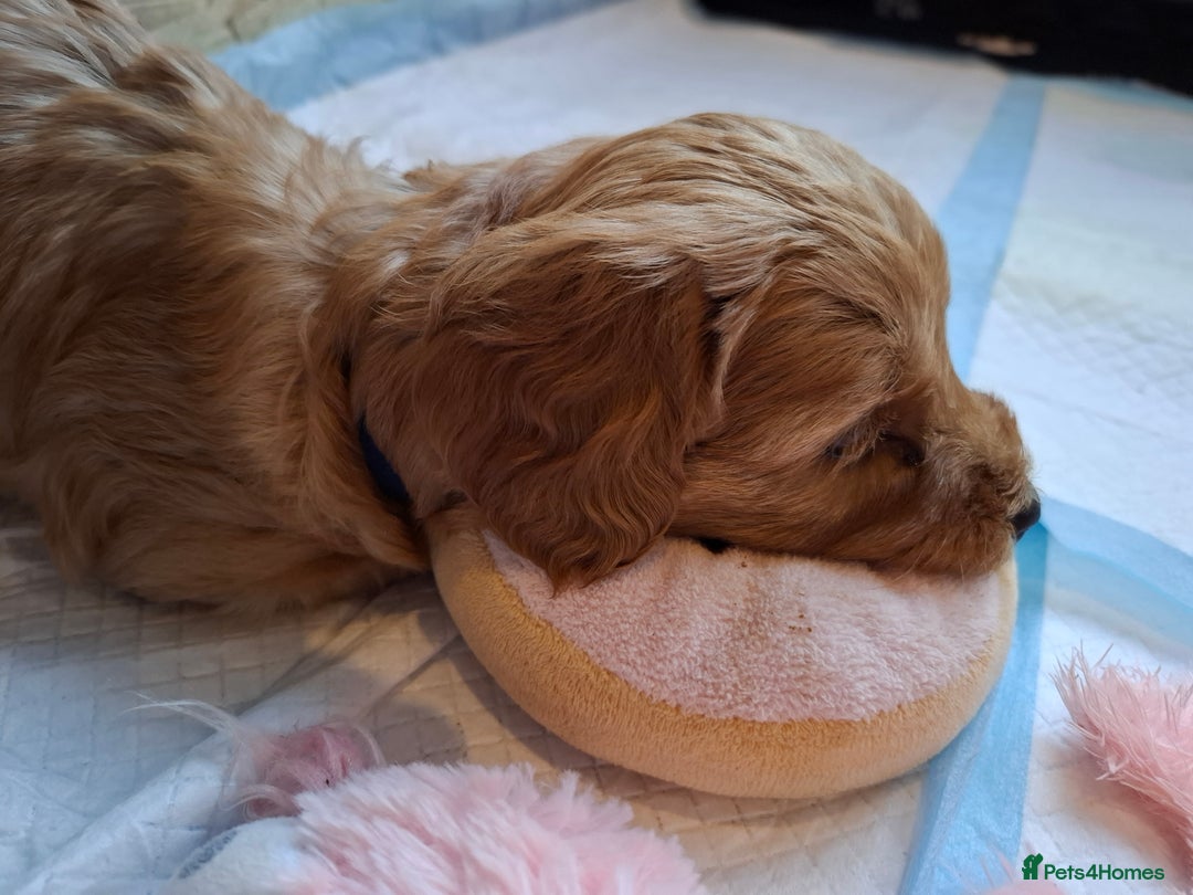 Cockapoo dogs for sale: F2 Cockapoos Puppies Gloucester - Advert 17