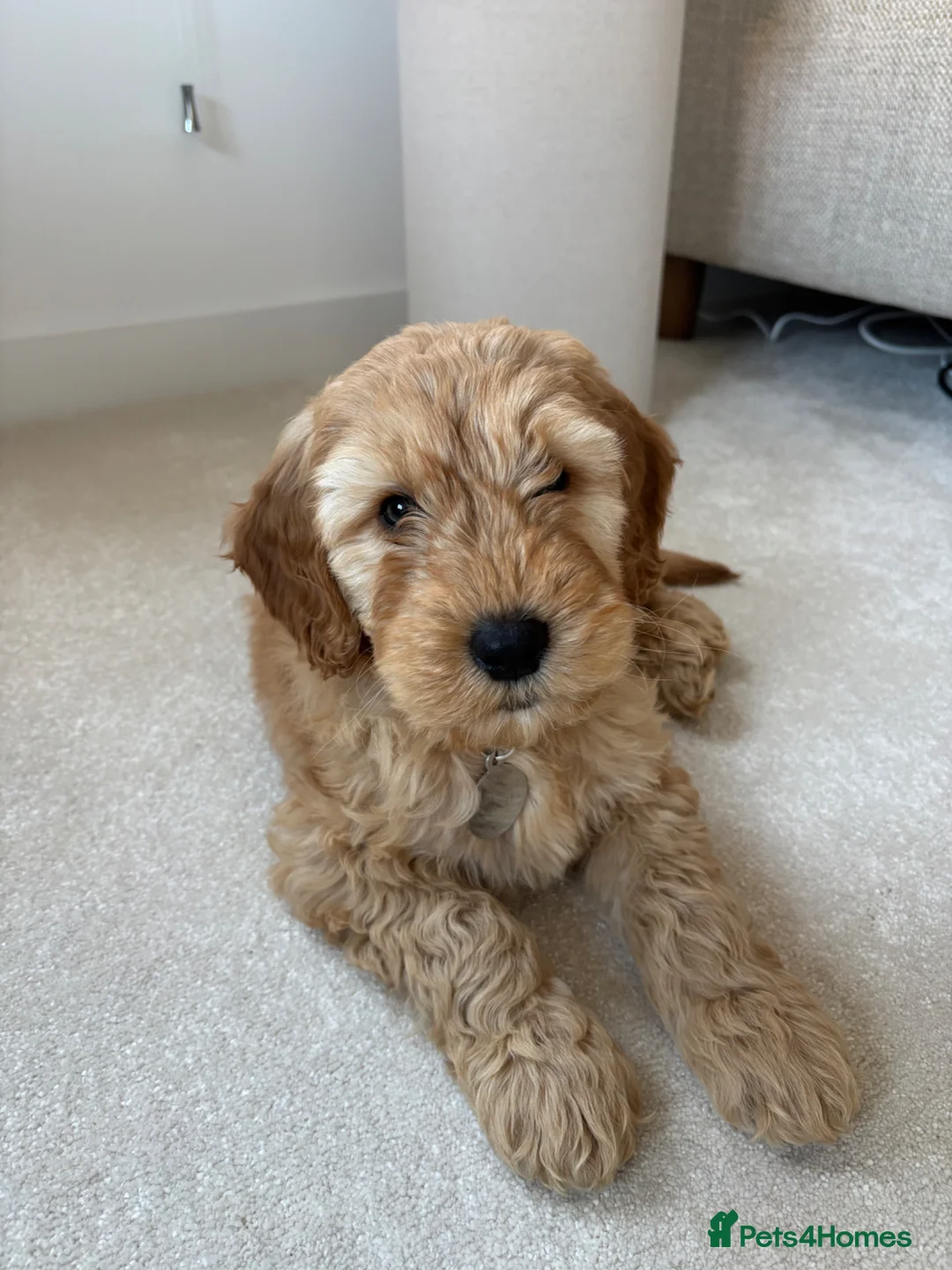 Goldendoodle dogs for sale: Double Doodle Puppy - rehoming  in Redcar - Advert 1