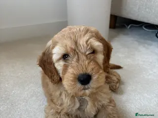 Goldendoodle dogs Double Doodle Puppy - rehoming - Advert 5