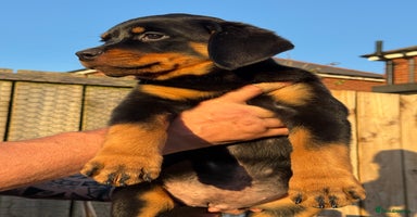 Rottweiler dogs - Advert 11