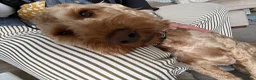 Cockapoo dogs for sale: 20 Month Old Cockapoo - Advert 5