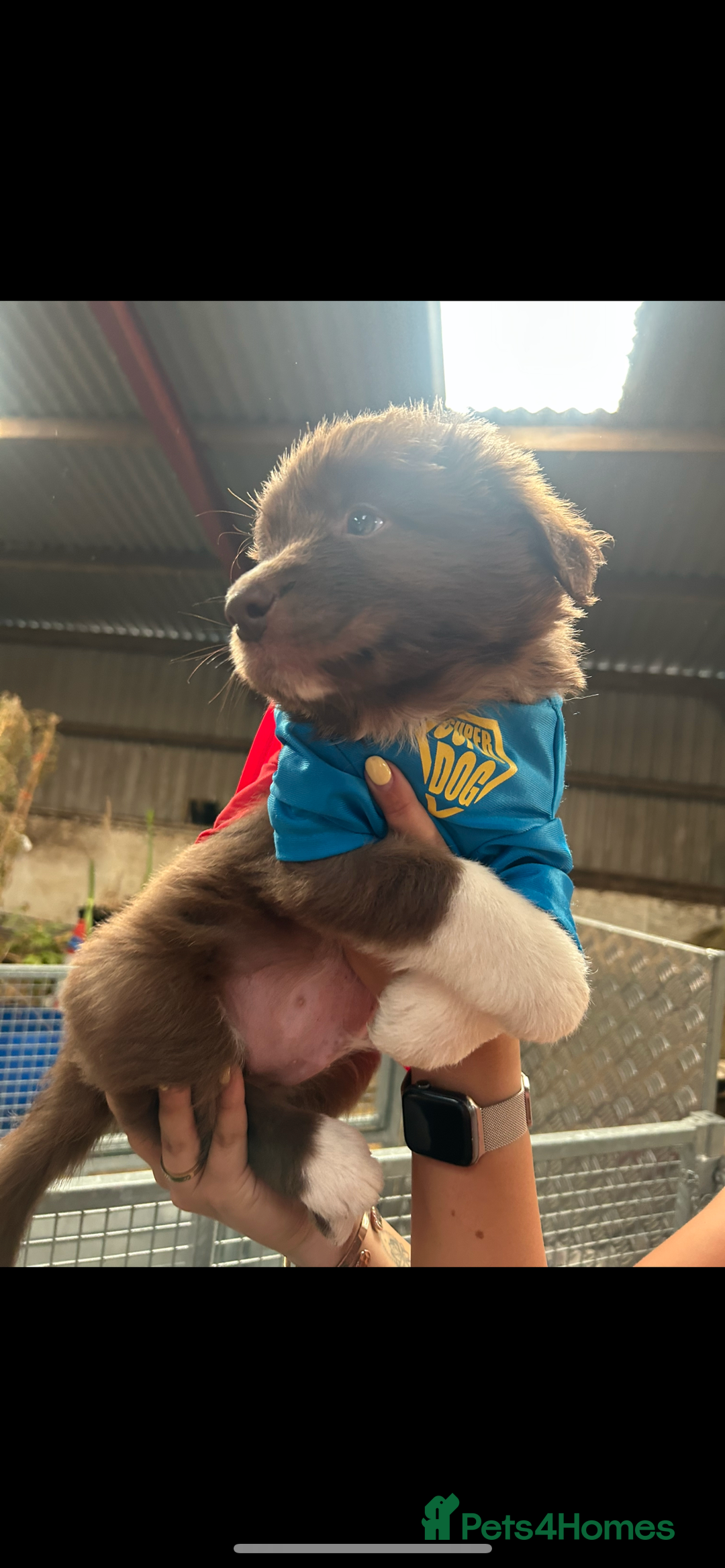 Bearded Collie dogs for sale: Breaded collie puppies  - Image 5