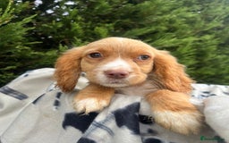 Cocker Spaniel dogs for sale: Five beautiful cocker spaniels - Image 10