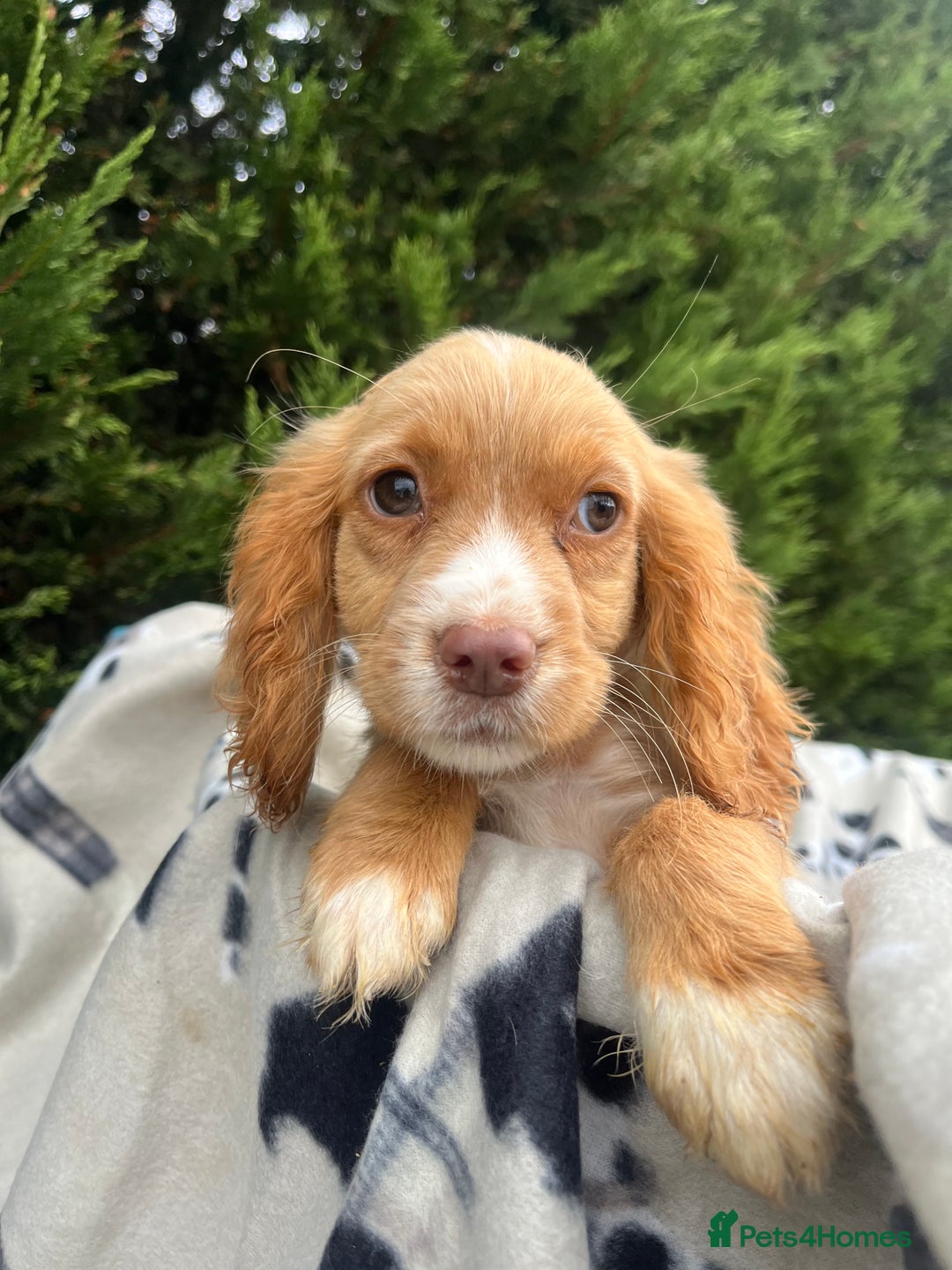 Cocker Spaniel dogs for sale: Five beautiful cocker spaniels - Image 10