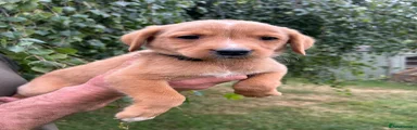 Labrador Retriever 4