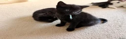 Mixed Breed cats for sale: Kittens available  - Advert 12