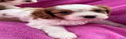 Cavalier King Charles Spaniel dogs for sale: Cavalier King Charles Spaniel puppies - Advert 4