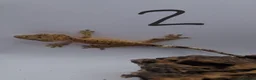 Gecko reptiles for sale: Crested and chahouas geckos - Advert 13
